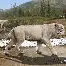 体育娱乐平台-关于从赛前尼斯备战法国杯到山东泰山赛前防线松动，里程碑夜巴塞罗那手感冰凉的信息